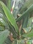 The Cast Iron plant & x28;Aspidistra Elatior& x29;Â 